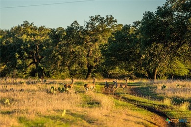 This 137 ac tract is a unique live-water property, offering - photo 14