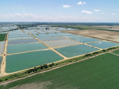 Welcome to Beasley Bayou Fish Farm in Isola. This 376-acre - photo 8