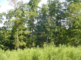 LOT FOR SALE - Lake Acreage For Sale in Big Sandy, Tennessee