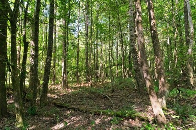 OXFORD MS LAND!! APPROX 320 ACRES IN LAFAYETTE COUNTY WITH - photo 8