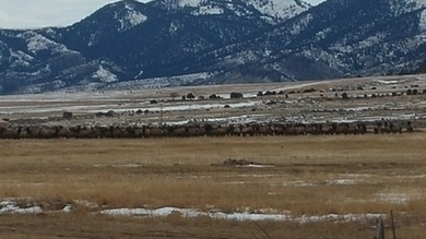 Welcome to The Elk Meadows Ranch located in Townsend, MT. Set on - photo 4