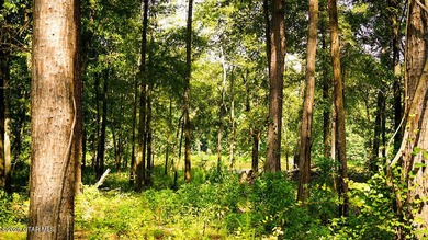 Lot 4 Spacious, wooded lot with excellent building sites and - photo 1