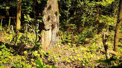 Lot 8 Build your dream home on this scenic wooded lot with room - photo 3