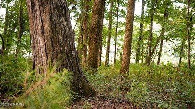 Lot 11 Here's a spacious lot with mature timber and excellent - photo 6