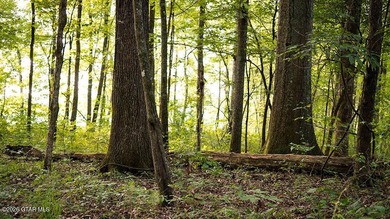 Lot 11 Here's a spacious lot with mature timber and excellent - photo 8