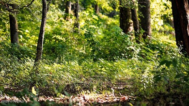 Lot 14 A stunning wooded lot with plenty of space to create your - photo 8