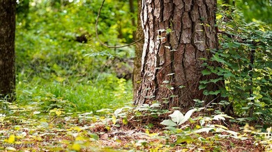 Lot 17 Nestled in a quiet setting, this wooded lot provides the - photo 5