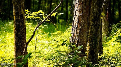 Lot 18 A premium lot with beautiful natural surroundings and - photo 5