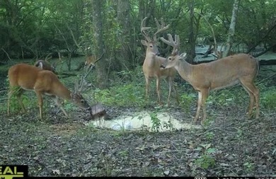 Welcome to an extraordinary hunting and recreational retreat - photo 46