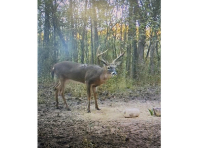 Welcome to an extraordinary hunting and recreational retreat - photo 48