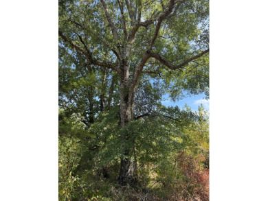 THE LAFAYETTE 22.5, TRACT B, OFFERS 22.5 ACRES IN TAYLOR - photo 10