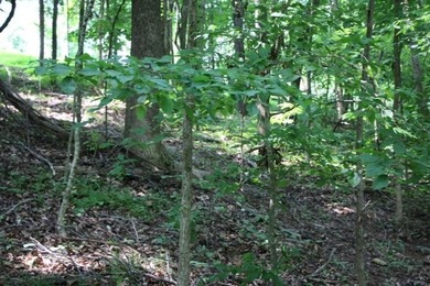 BEST PRICED LAKE FRONT & LAKEVIEW LOT WITH A BOAT SLIP APPROVED - photo 3