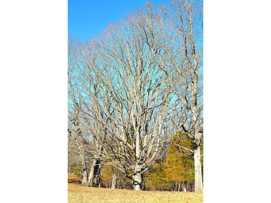 Ballard, WV - A true homestead or mini-farm with major upgrades - photo 38
