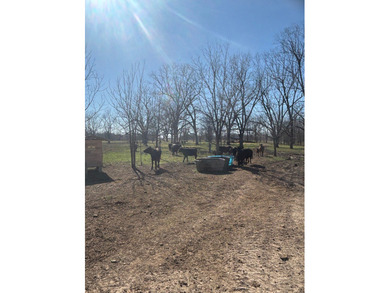 Prime Southeast Oklahoma hunting and recreational property - photo 6