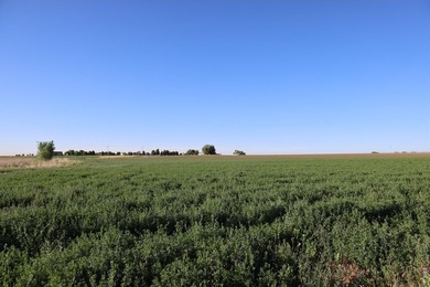 Exceptional 311-acre irrigated farm with excellent water rights - photo 10