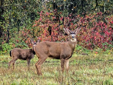 The Farm at Tide Creek A Premier Hunting & Rural Lifestyle - photo 22