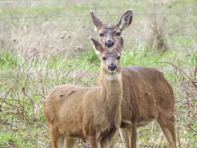 The Farm at Tide Creek A Premier Hunting & Rural Lifestyle - photo 23