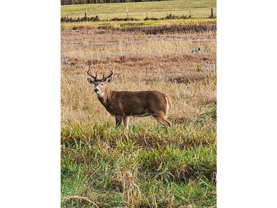 The Farm at Tide Creek A Premier Hunting & Rural Lifestyle - photo 24