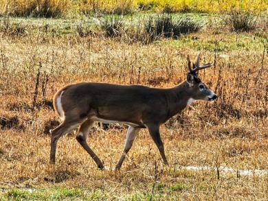 The Farm at Tide Creek A Premier Hunting & Rural Lifestyle - photo 26