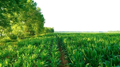 Irrigated Red River Farm & Hunting Ranch McCurtain County - photo 8