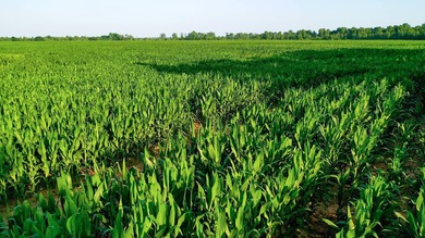 Irrigated Red River Farm & Hunting Ranch McCurtain County - photo 9