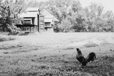Remarkable working farm (68+/-ac) with unique and unexpected - photo 6