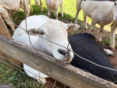 Remarkable working farm (68+/-ac) with unique and unexpected - photo 8