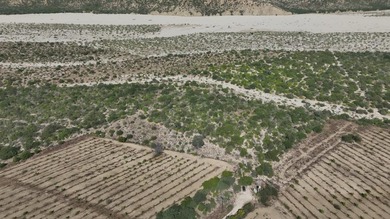 This parcel is ready to be used as a Farm/Orchard land for self - photo 3