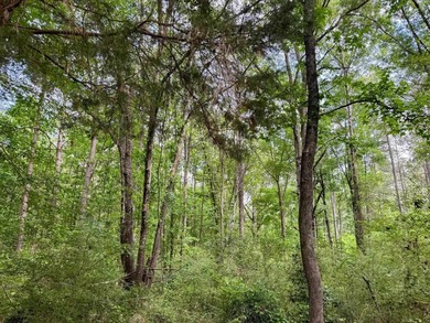 HunterFocused Listing 22.5 Acres Douglassville, Texas Seller - photo 9