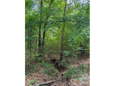 HunterFocused Listing 22.5 Acres Douglassville, Texas Seller - photo 10