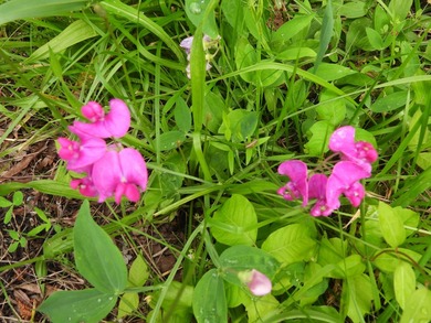 34.26 Acres of East Tennessee Beauty & Possibility Nestled in - photo 18