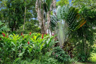 Self Sustaining Tropical Estate and Cacao Farm - Potential for - photo 15