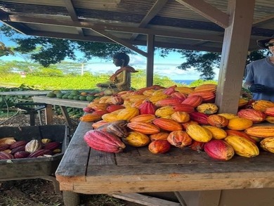 Self Sustaining Tropical Estate and Cacao Farm - Potential for - photo 18