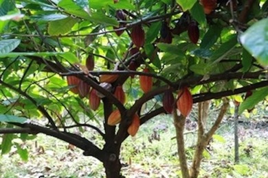 Self Sustaining Tropical Estate and Cacao Farm - Potential for - photo 19
