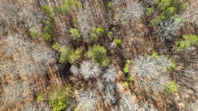 Looking for that ideal East Tennessee property in the mountains? - photo 5