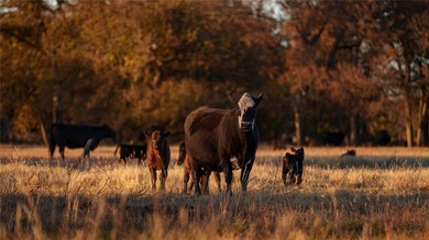 Finding nearly 1,000 acres of productive ranch land this close - photo 17