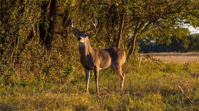 Finding nearly 1,000 acres of productive ranch land this close - photo 25