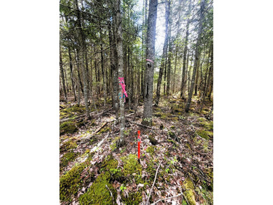 Thickly wooded with a healthy mix of hardwoods and evergreens - photo 3