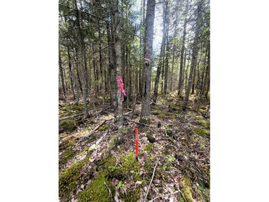 Thickly wooded with a healthy mix of hardwoods and evergreens - photo 5