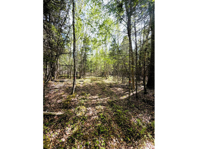 Thickly wooded with a healthy mix of hardwoods and evergreens - photo 7