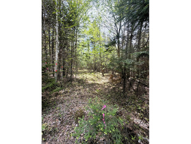 Thickly wooded with a healthy mix of hardwoods and evergreens - photo 8