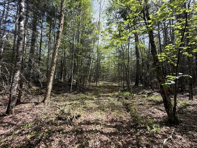 Thickly wooded with a healthy mix of hardwoods and evergreens - photo 9