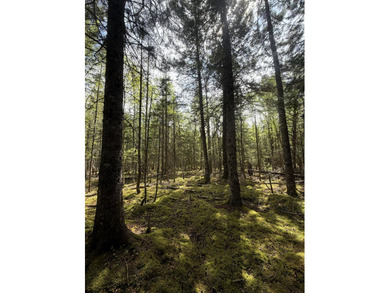 Thickly wooded with a healthy mix of hardwoods and evergreens - photo 10