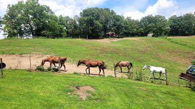 Horse farm! Horse lovers and equestrian enthusiasts take note! - photo 27