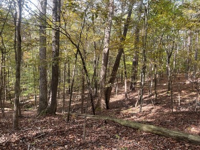 Discover a rare opportunity to own 360+/- acres of mature, mixed - photo 19