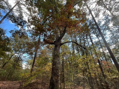 Discover a rare opportunity to own 360+/- acres of mature, mixed - photo 32