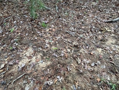Discover a rare opportunity to own 360+/- acres of mature, mixed - photo 33