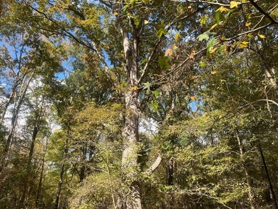 Discover a rare opportunity to own 360+/- acres of mature, mixed - photo 47