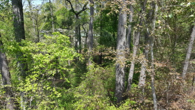 Deep Water Lot on Lake Palestine with Sunset Views - photo 17