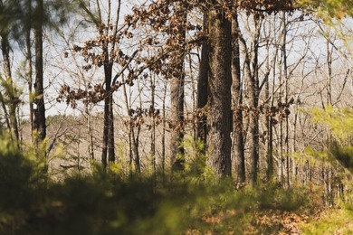 THE COLBERT 79 IS A MUST-SEE PROPERTY WITH GORGEOUS RIDGE-TOP - photo 2
